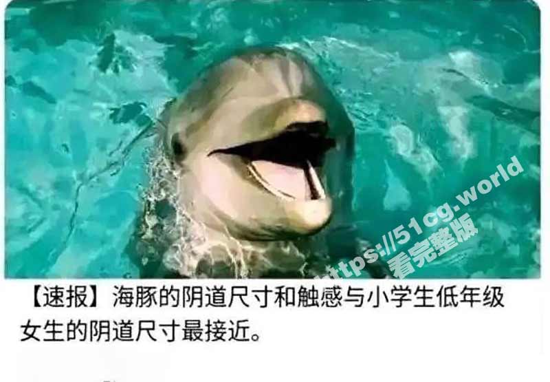 三哥对海豚下手了！