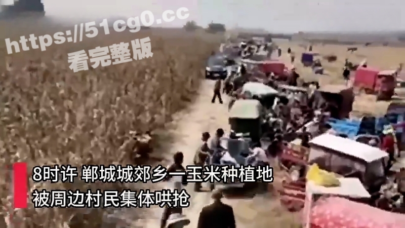 河南省周口市郸城郊乡 500多村民集体哄抢粮食事件 无地农民 从捡演变成哄抢 公安出动特警维持秩序