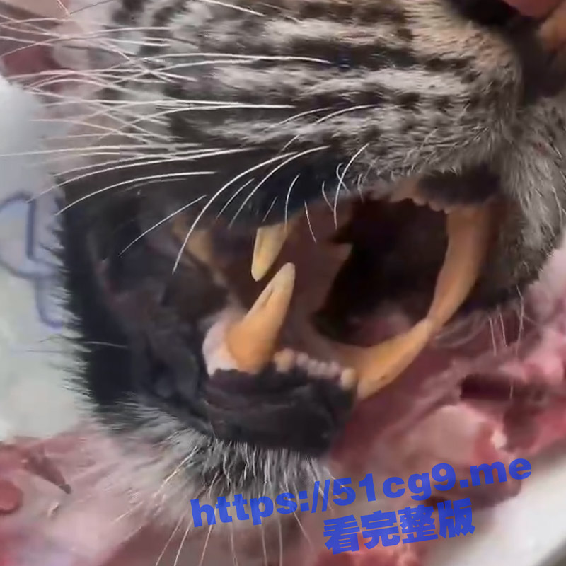 屠杀保护动物老虎 ！ 几名男子在农村屠杀老虎分解肉块 这被抓到得判多少年 喜提一双银手镯 太刑了