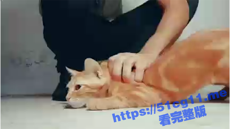 可爱的小猫被主人活生生的虐待致死，太可怜了