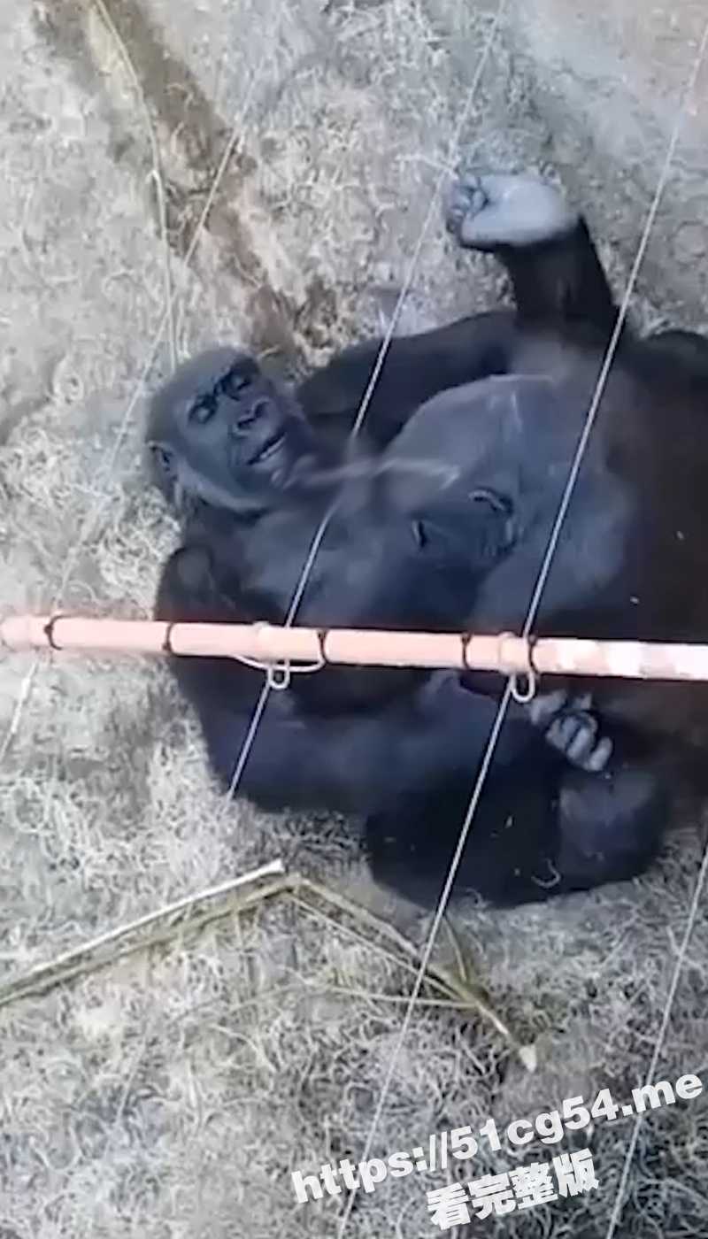 活久见系列 大猩猩操逼啦！第一次近距离看见大猩猩操逼 用的还是中出姿势！仿佛就是人一样！