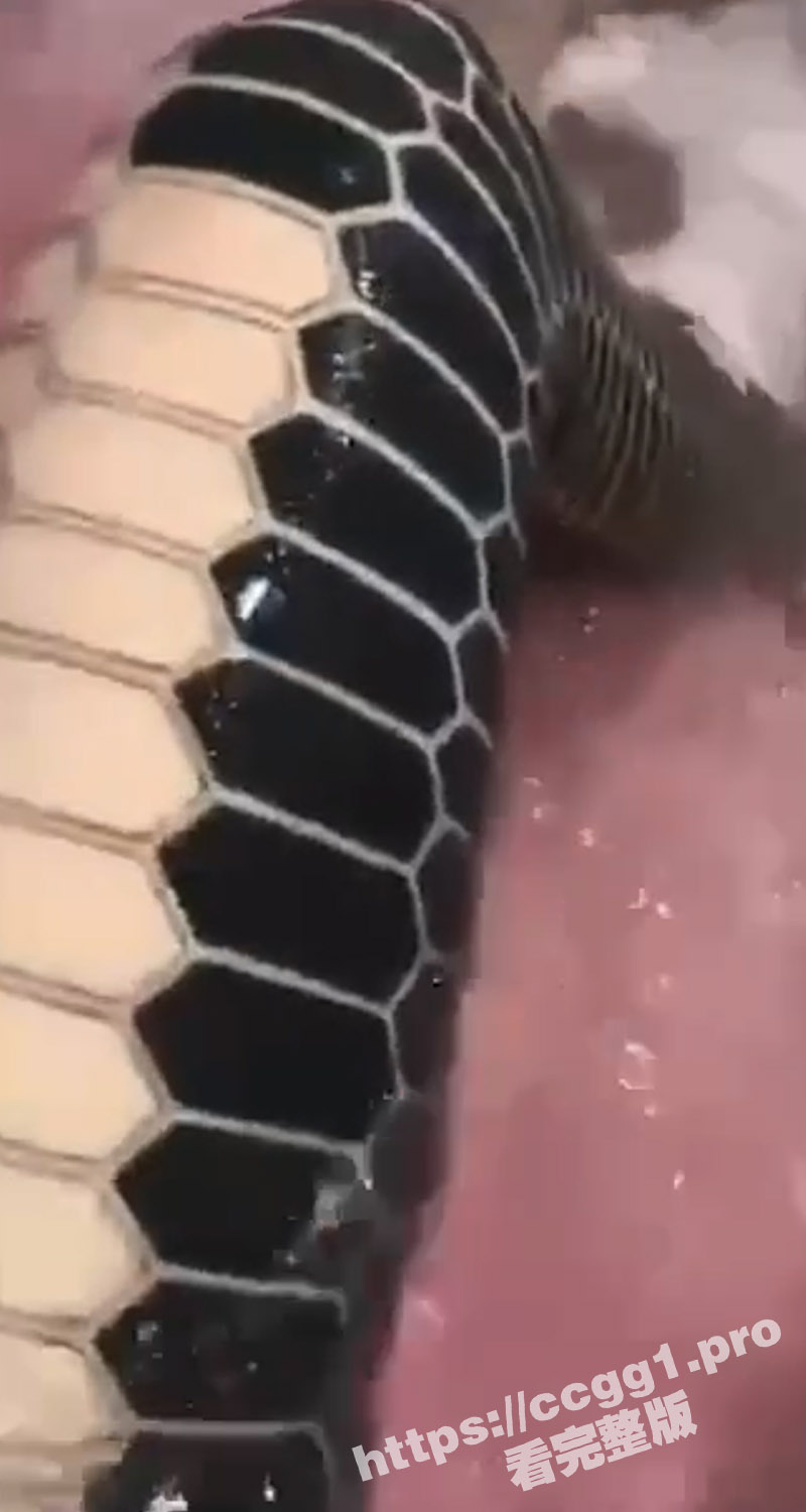 吃瓜猎奇！蛇皮纹身 这谁能硬得起来啊 看得我鸡儿都阳痿了 虽然看不懂 但我大受震撼