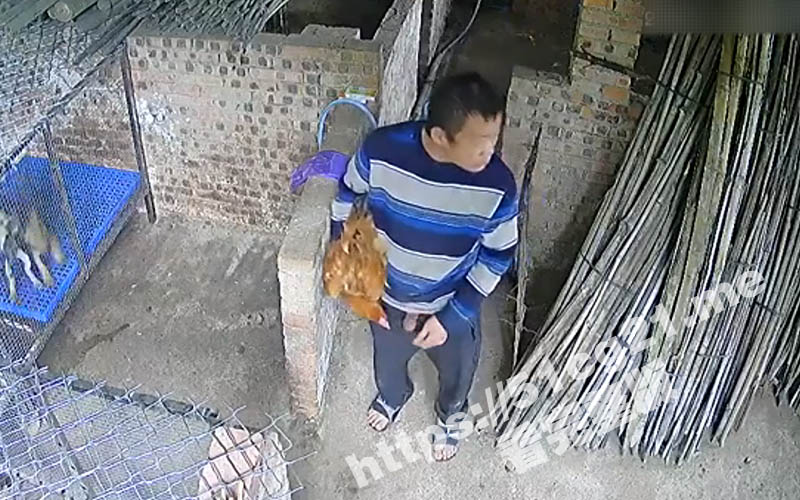 真正诠释了什么是鸡飞狗跳！变态男子抱起鸡跑到狗的面前操 狗狗被吓得在笼子乱窜！