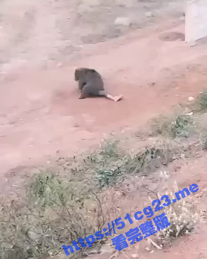 可怕！狗熊把人咬伤后骑在人的身上貌似在啃咬吃人 而身下的人早已没了动静
