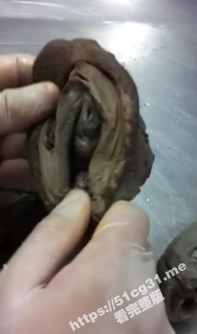 猎奇吃瓜！佛家法器 从女性身体上割下来制作而成的肉莲花法器 用于佛教的祭拜活动