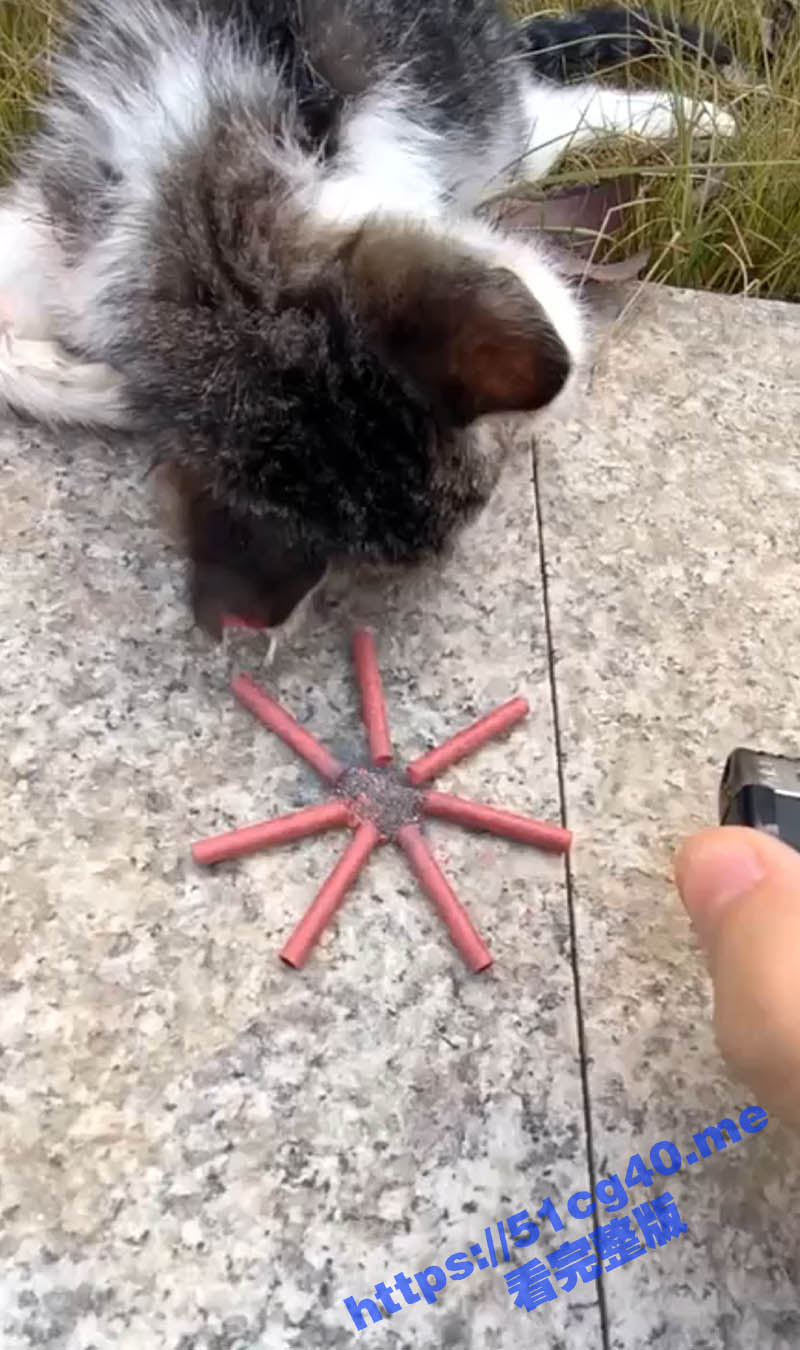 虐猫！拿炮仗炸喵咪玩弄取乐 猫咪的脖子被炸出一个血洞 好可怜的小猫咪