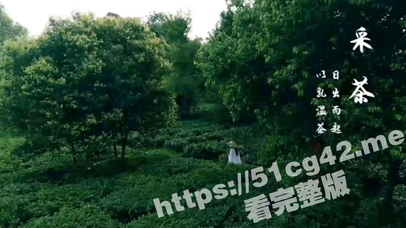 乳茶！高端的食材只需简单的烹饪 巨乳少妇漫步在茶田间 将刚采摘的茶叶用母乳浸泡！