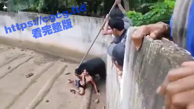 泰国某动物园内 一男子作死用食物戏弄黑熊 不料却被发怒的黑熊拖进围栏疯狂撕咬拖拽