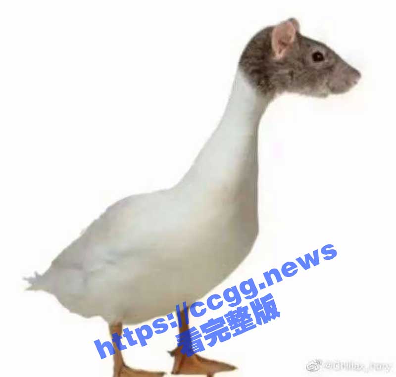 指鼠为鸭 通报称江西工业职业技术学院学校食堂异物竟为鸭脖 咕咕鸟事件同一学校