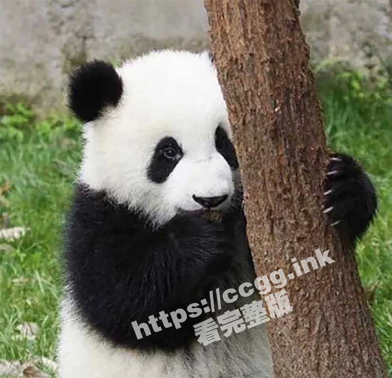 网红熊猫饲养员「发箍奶爸」 被曝睡粉至怀孕！西直门三太子翻墙出门为了看奶爸草粉？独家草粉视频流出！
