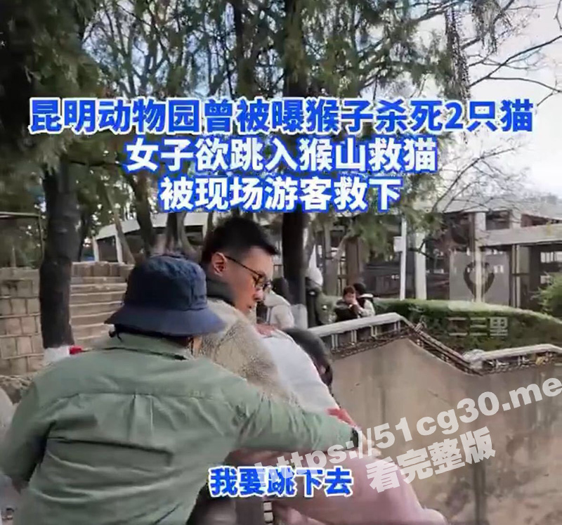 昆明动物园 猫猴共处 事件！动物园内猴子虐猫 遭到网友疯狂吐槽 谩骂