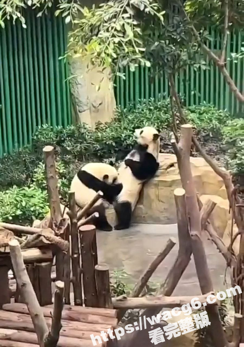 我们的国宝大熊猫 在线教学游客如何口交 口活技术还挺不错呢 动物届现在也这么会玩吗？