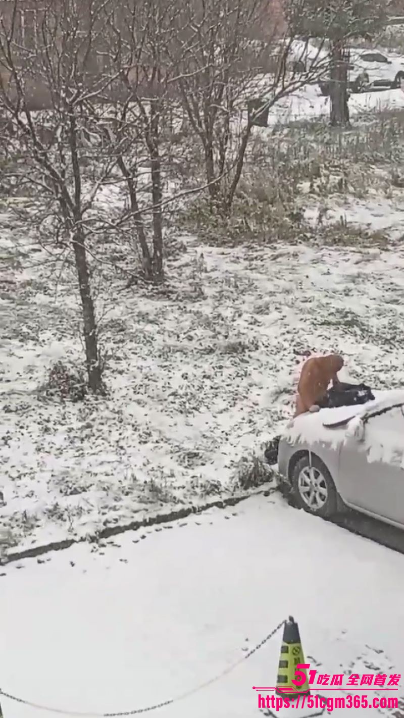 大雪纷飞情侣引擎盖狂干 3