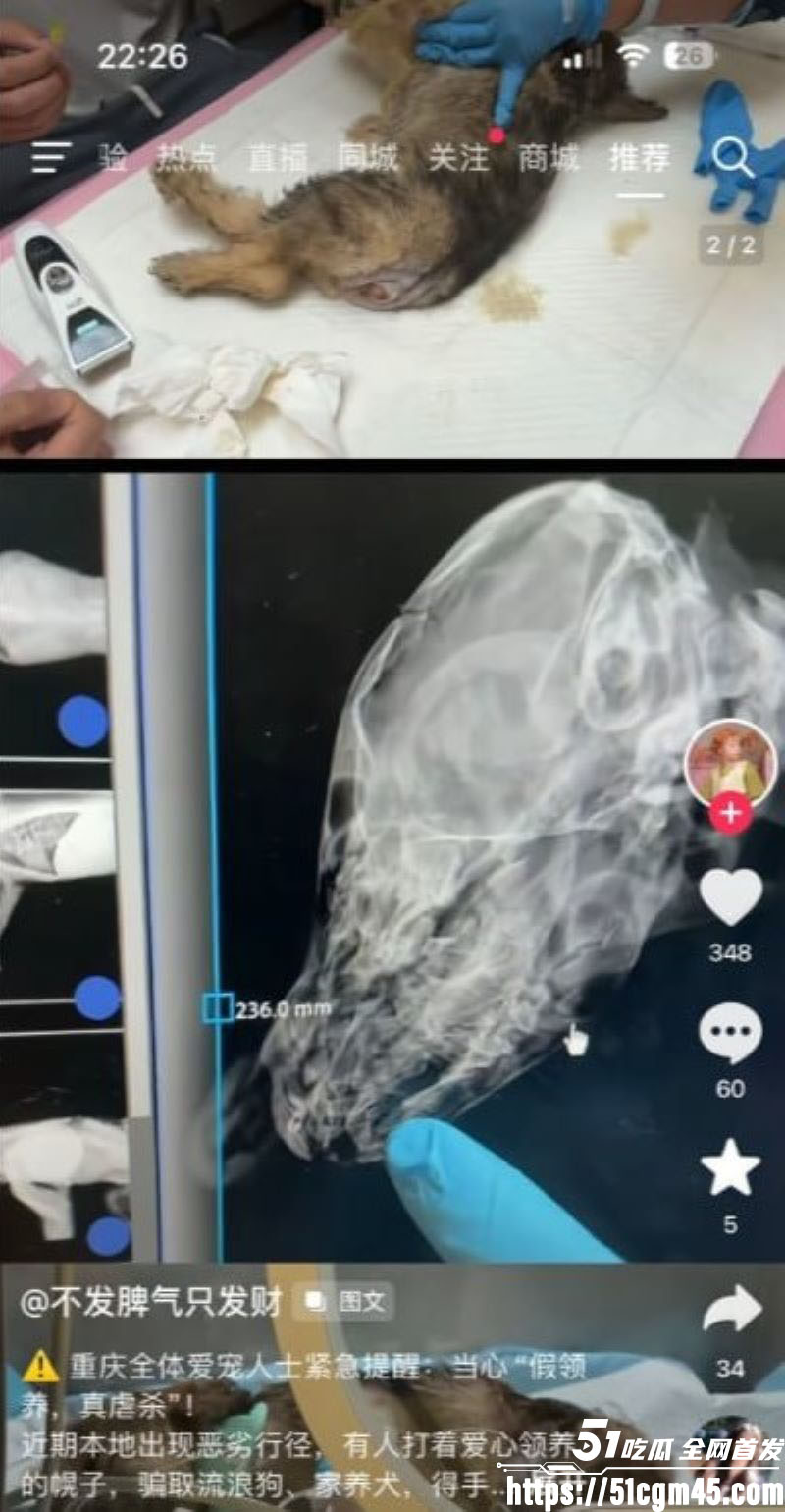 重庆山姆打包哥李萌领养小狗虐杀致死 9