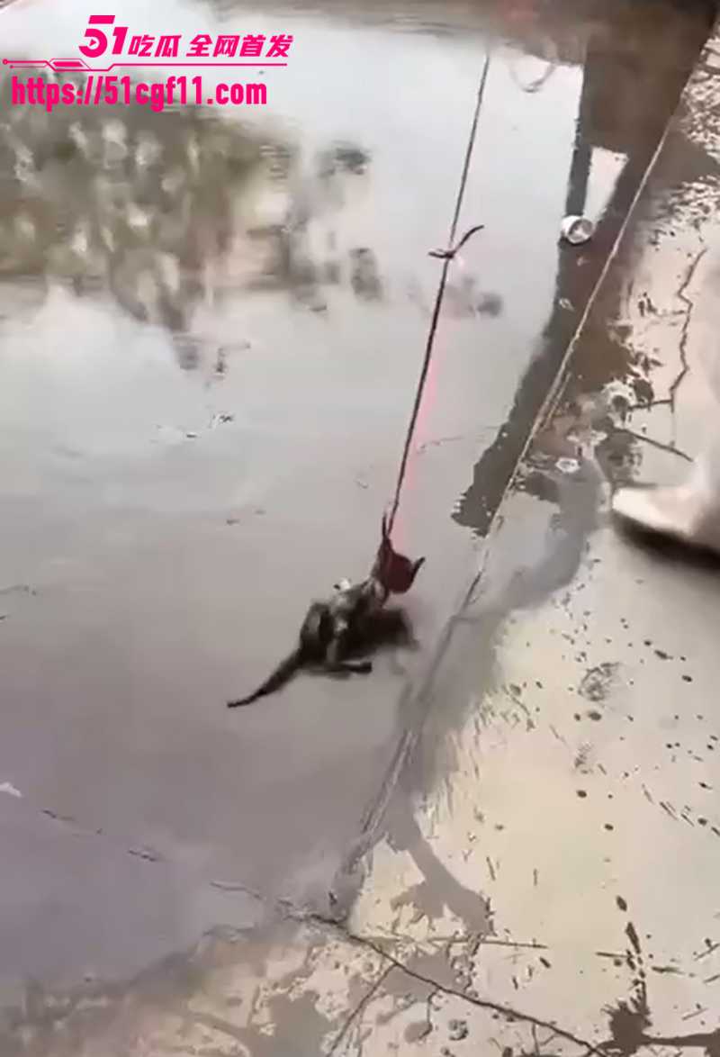 快手两个女生虐猫 9 拷贝