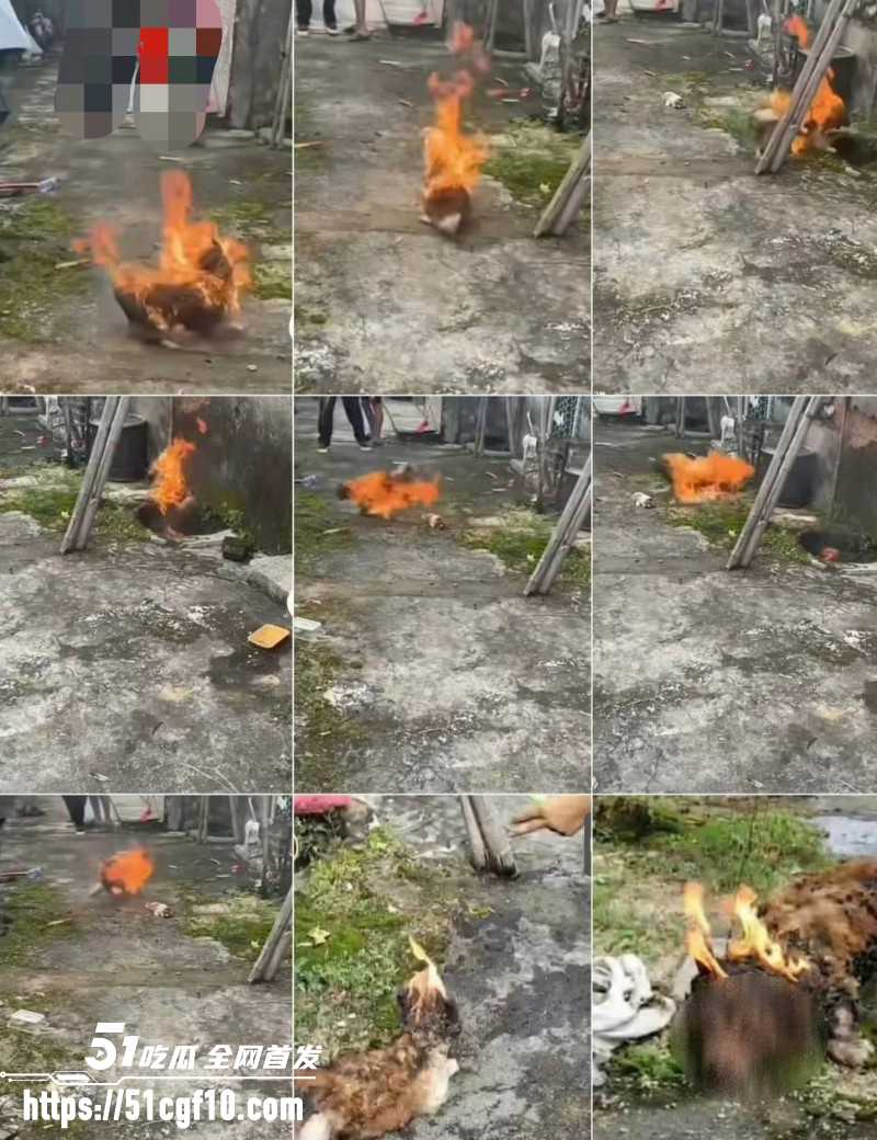 广东揭阳4人虐狗事件04