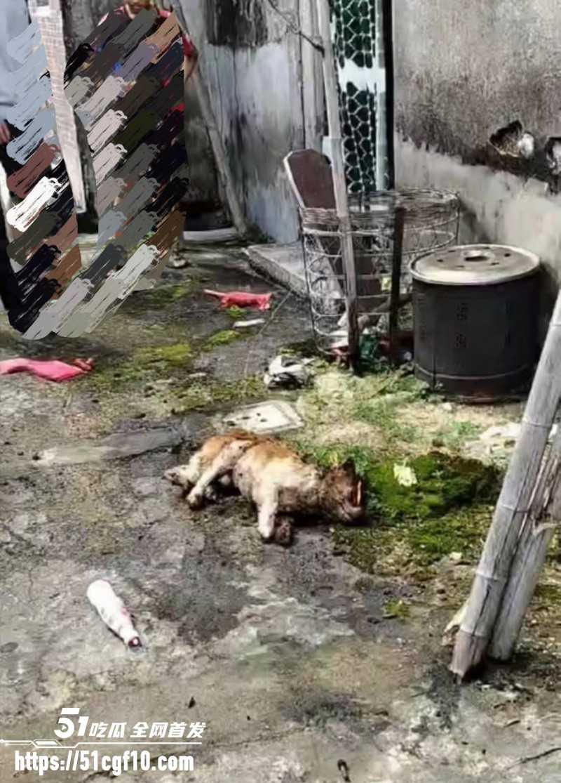 广东揭阳4人虐狗事件05