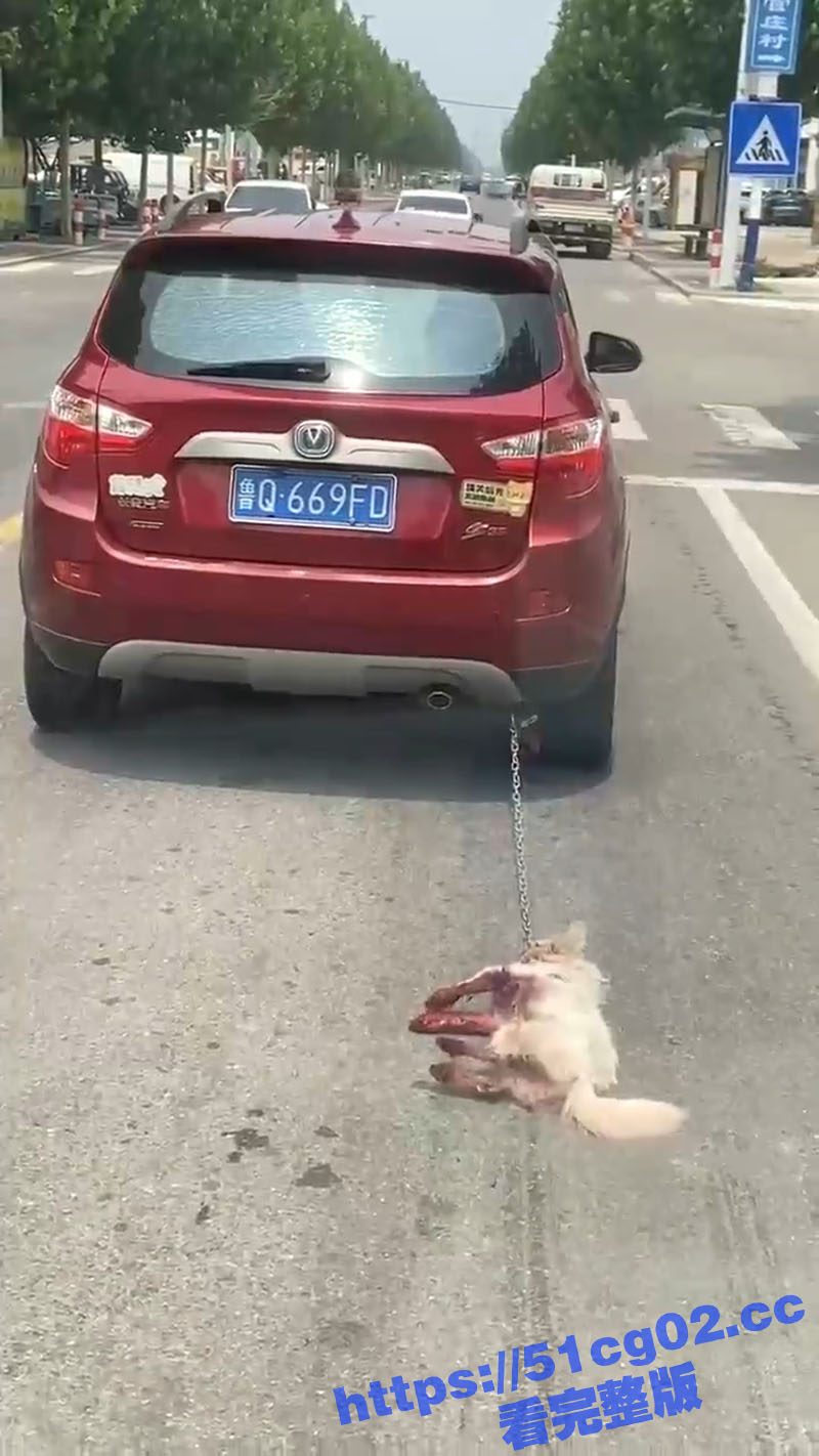 山东临沂一SUV 用铁链拴狗一路拖行小狗四肢部分 已经被磨得全都是血 可以不爱但别伤害