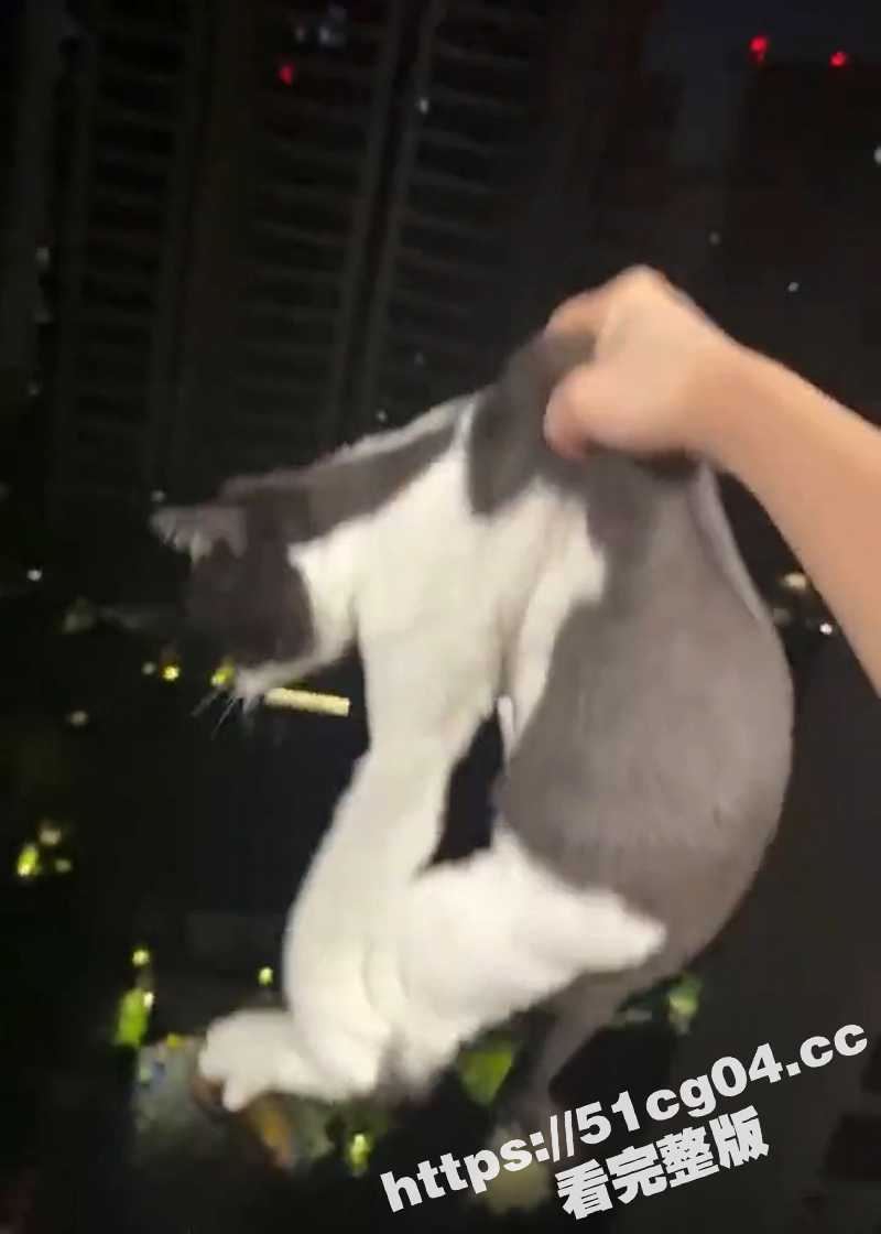 武汉大学两女生合租 因为吵架 付某某 把两只猫从十几层高楼窗户扔下泄愤 太歹毒了！
