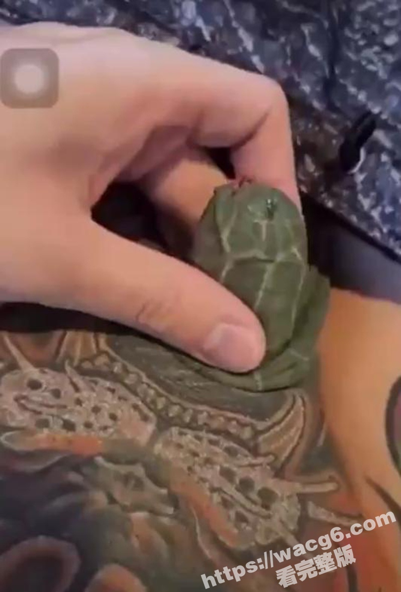 狠人鸡鸡上纹乌龟 龟头变成真龟头 包皮成了龟壳 这细节纹得真像那么回事！