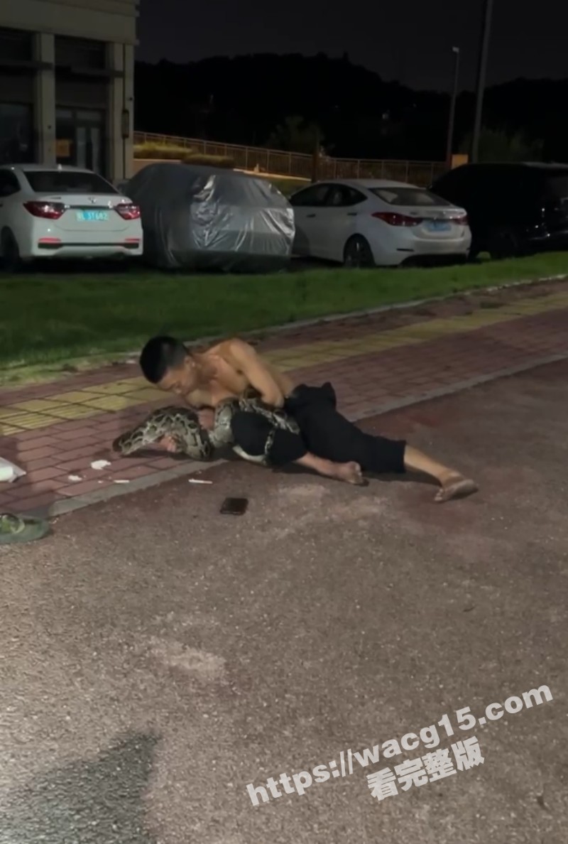 广东惠州一男子醉酒后躺在路边挑逗蟒蛇惨遭袭击缠绕！果然喝酒能壮胆 上一个敢这么玩蛇的还是许仙！