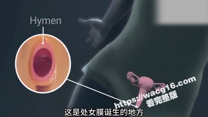 瓜友科普时间到！一起来了解女性神秘处女膜的生理构造与神奇存在意义吧！