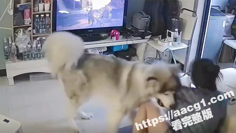 你想日妈妈？我把你当儿子你竟然想草我 极品眼镜妹在家被狗骑 看来在家没少当着狗面挨操