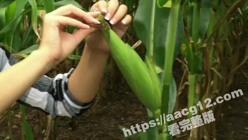 饥渴美女玉米地自慰 现做颗粒感玉米棒自慰抽插 纯天然和高潮更配哦！