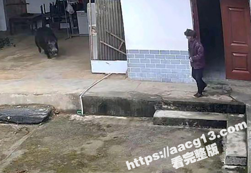 陕西岚皋野猪伤人事件相关图片