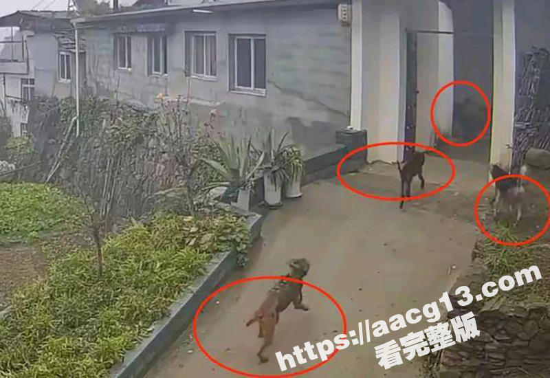 陕西岚皋野猪伤人事件相关图片
