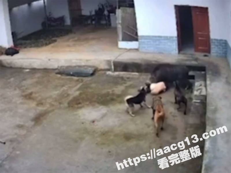 陕西岚皋野猪伤人事件相关图片
