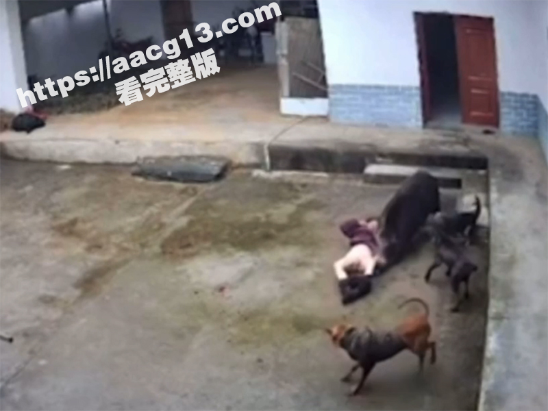 陕西岚皋野猪伤人事件相关图片