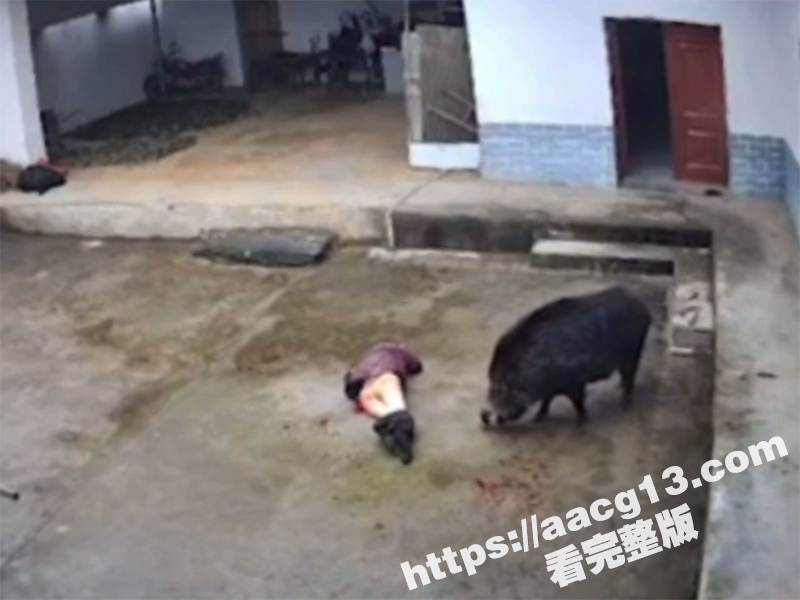 陕西岚皋野猪伤人事件相关图片