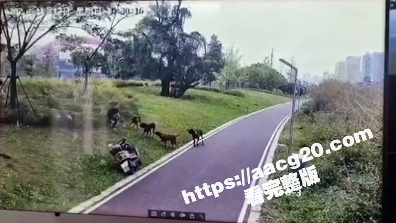 江西赣州母女被恶犬撕相关图片