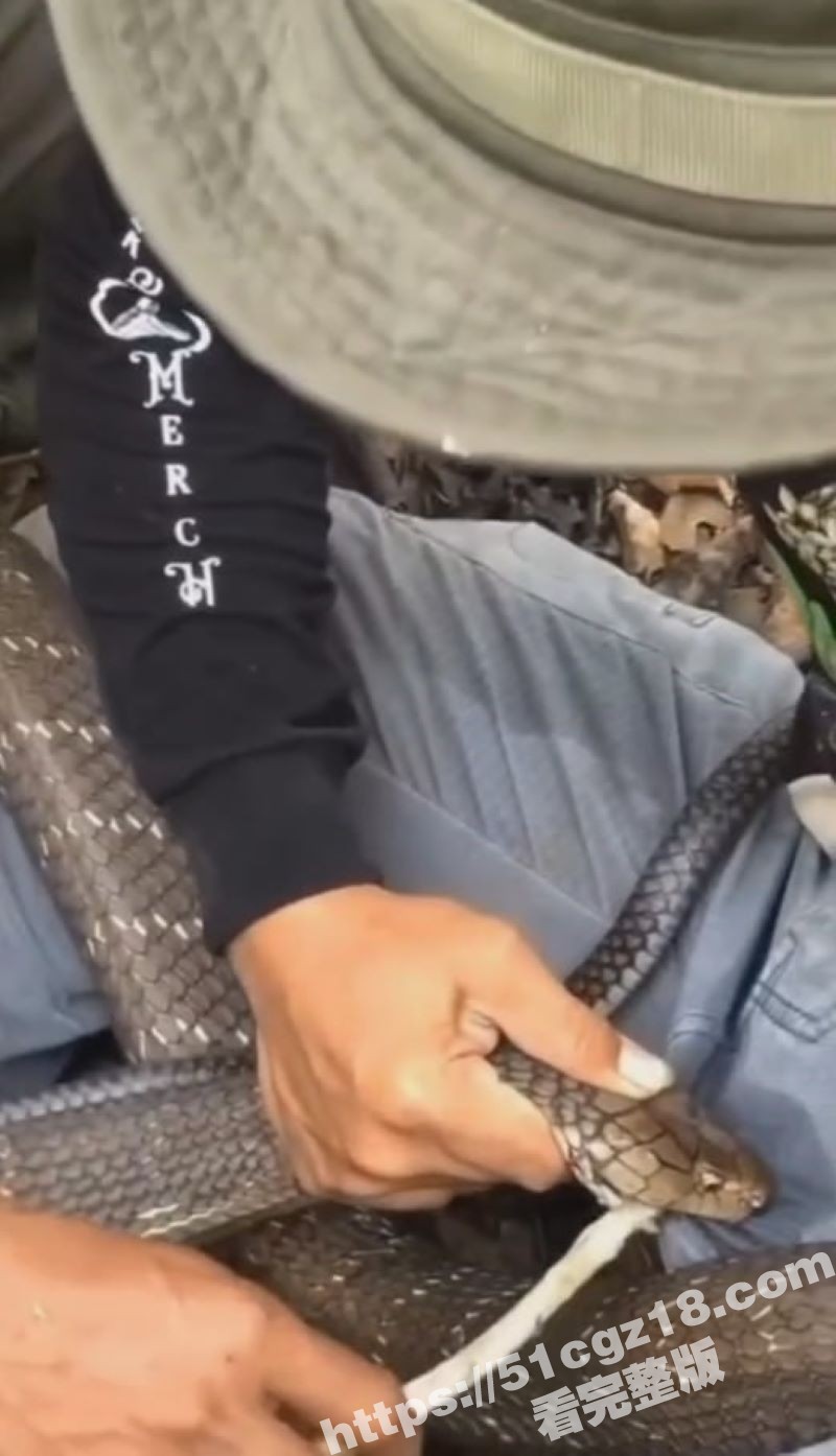 巴西原始雨林 男子被眼镜蛇咬到鸡巴不撒口 当场失禁漏尿 这是真的看的都疼！